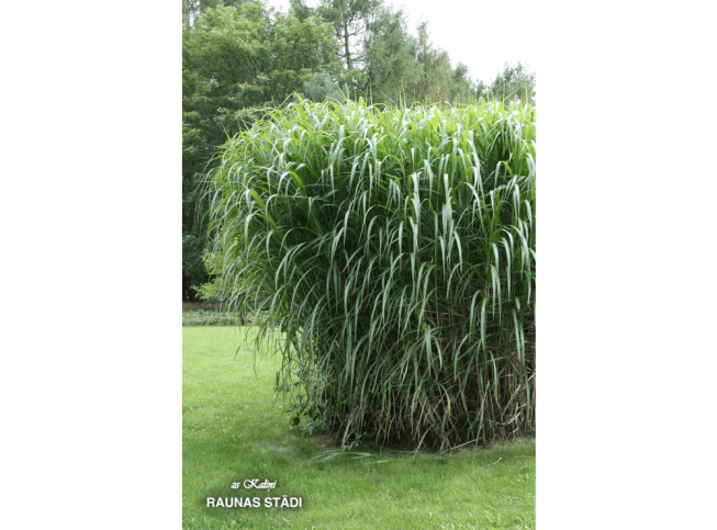 Miscanthus × giganteus